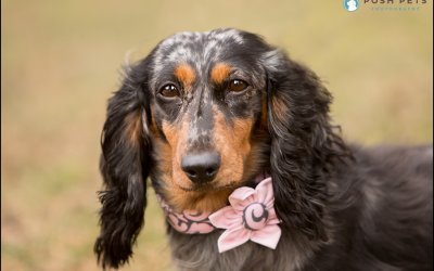 Kate – Adoptable Dachshund | Toronto Pet Photographer