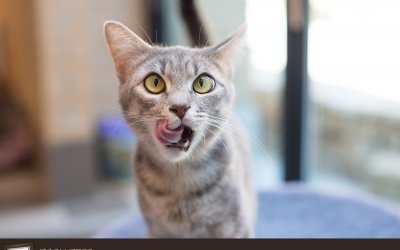 Project 52 – Kisses | Pet Photographer in Toronto