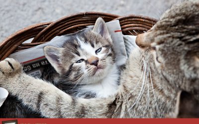 Project 52 – Love | Pet Photography in Toronto