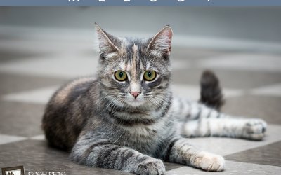 Adoptables – Toronto Animal Services | Toronto Pet Photographer