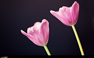 Project 52 – Colours of Spring | Toronto Photographer