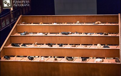 Dachshund UN – Toronto Edition | Posh Pets Photography