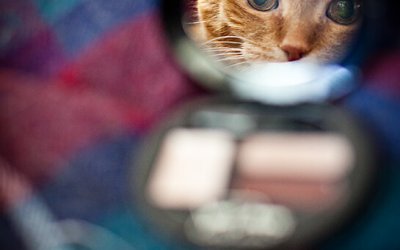 Project 52 – Mirrors and Reflections | Toronto Pet Photography