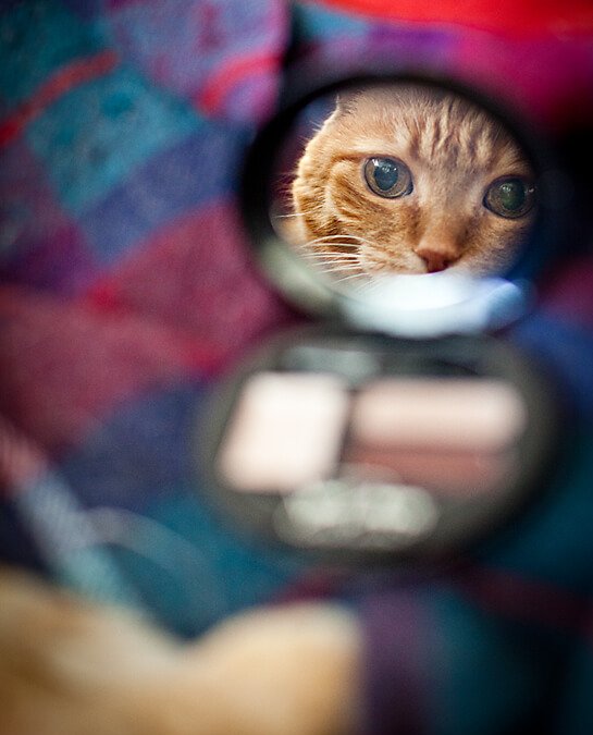 Project 52 – Mirrors and Reflections | Toronto Pet Photography