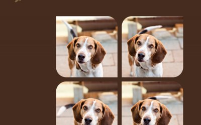 Project 52 – Song Title | Toronto Pet Photography