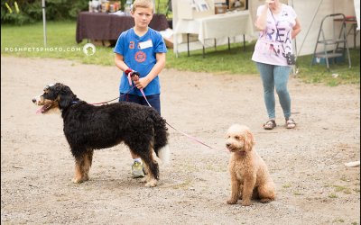 SwissRidge Doodle Romp – Part I | Schomberg, Ontario Dog Photographer