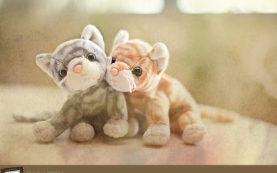 Project 52 – Texture | GTA Pet Photographer