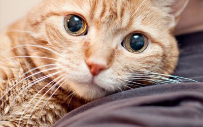 Project 52 – Jumps and Cuddles | Ontario Pet Photographer