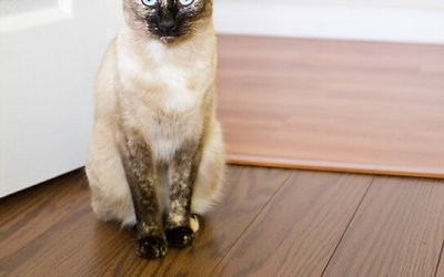 Project 52 – Second Look | Toronto Pet Photography