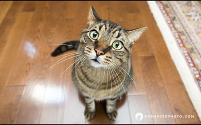Simon | Toronto Cat Photographer