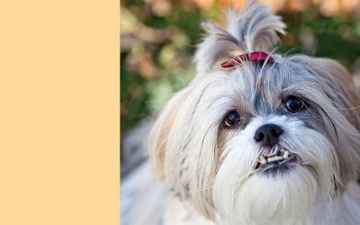 Fine Art Pet Photography…huh?