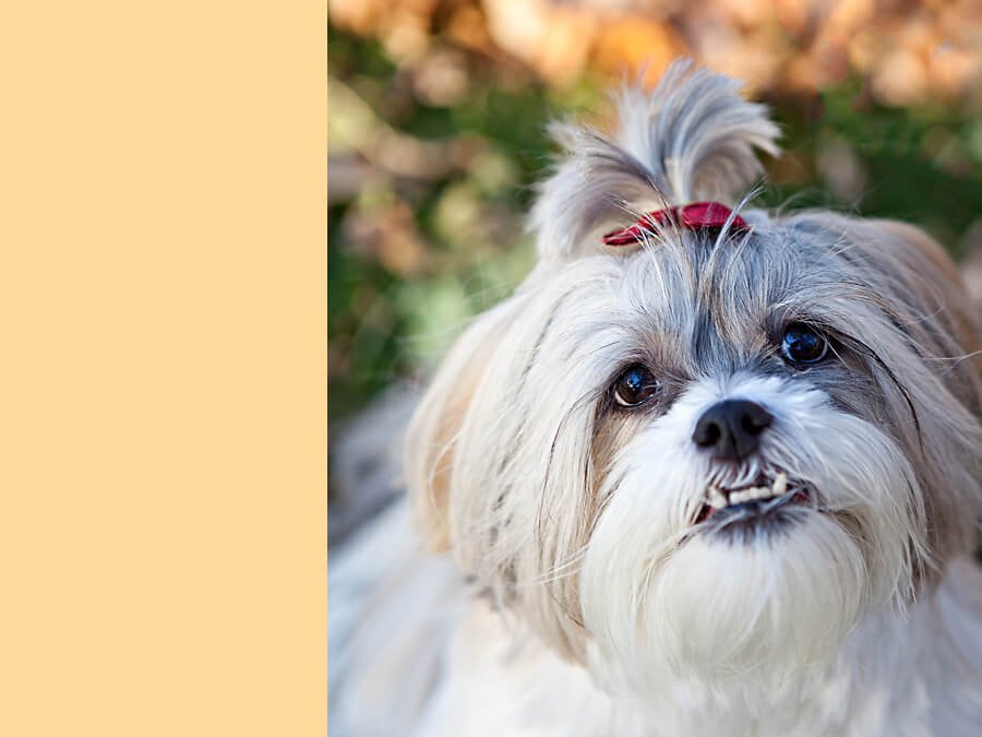 Fine Art Pet Photography…huh?