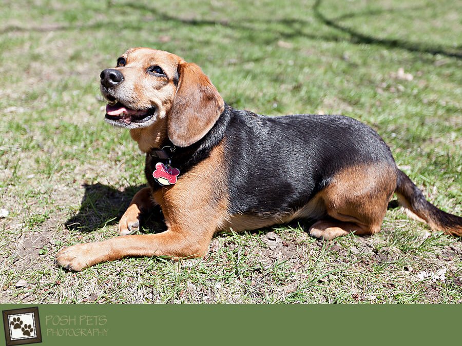 Project 52 – Impromptu Photo Shoot with Lola | High Park Beagle Photography