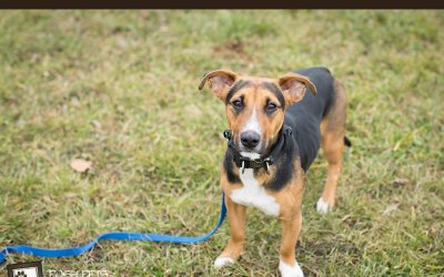 Adoptables – Toronto Animal Services | Dog & Cat Photographer