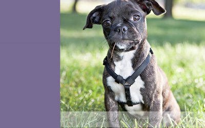 Puppy Love – Jamie