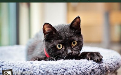 Adoptables – TAS North Region | Toronto Pet Photographer