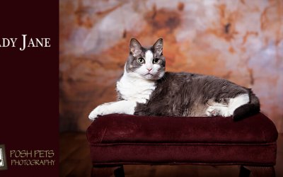 Happy Anniversary Lady Jane | Toronto Cat Photographer