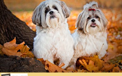 Autumn Glory – McLeod and Anthea | Toronto Dog Photographer