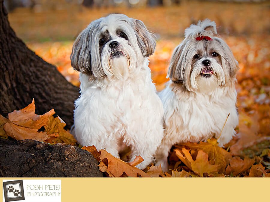 Autumn Glory – McLeod and Anthea | Toronto Dog Photographer
