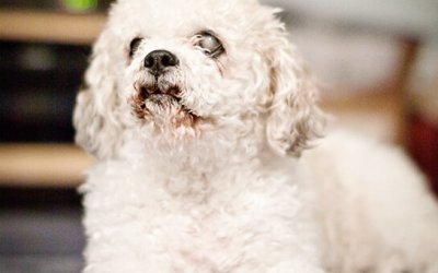 From Rags to (so much more than) Riches | Toronto Pet Photographer