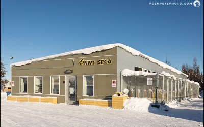 Posh Pets goes North…to the Northwest Territories!