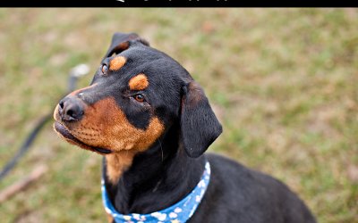 Adoptables – TAS North Region | Toronto Pet Photography