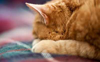 Project 52 – The 50mm Lens | Toronto Pet Photography