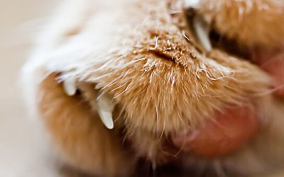 Project 52 – Details | Toronto Pet Photographer