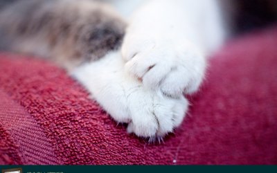 Project 52 – Grace | Pet Photography Forest Hill