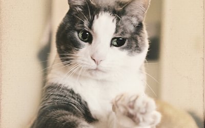 Project 52 – First Thing in the Morning… | Toronto Pet Photography