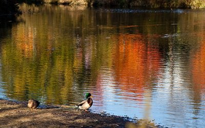 Project 52 – Wild Sightings | Toronto Pet Photographer