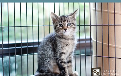 Adoptables – Toronto Animal Services | Pet Photographer Toronto