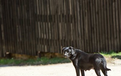 Project 52 – Landscape | Toronto Pet Photographer