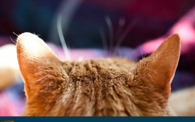 Project 52 – Ears! | Toronto Pet Photographer