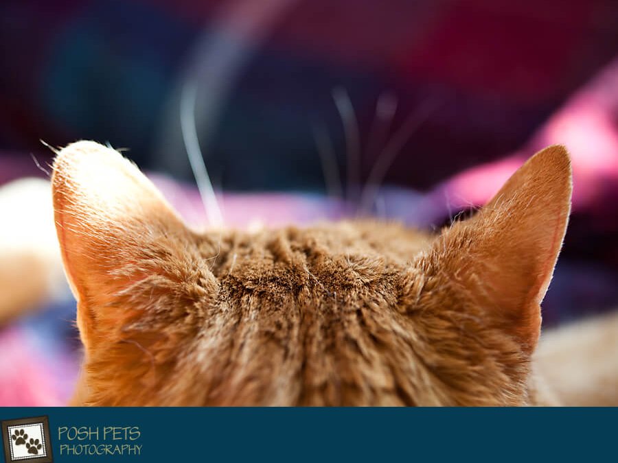 Project 52 – Ears! | Toronto Pet Photographer