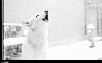 Project 52 – Story | Toronto Dog Photographer