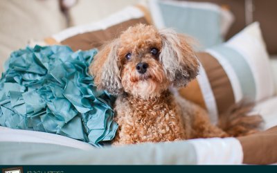 Freya | Toronto Maltese & Poodle Pet Photographer