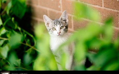 Project 52 – Selective Focus | Pet Photography