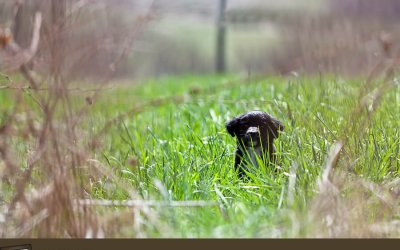 Project 52 – Perspective – It’s a big world out there! | Toronto Pet Photographer