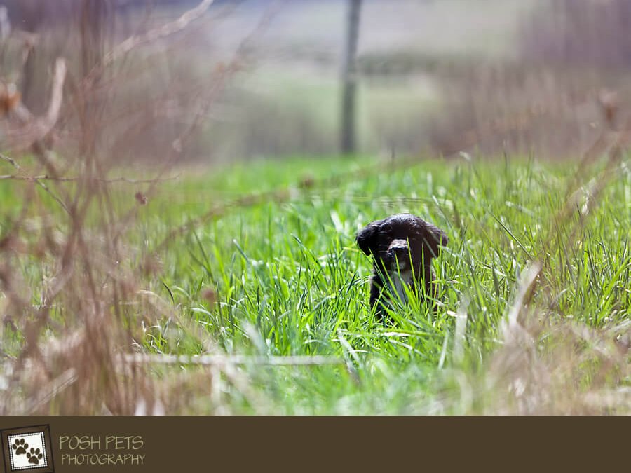 Project 52 – Perspective – It’s a big world out there! | Toronto Pet Photographer