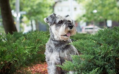 Fritz | Toronto Minature Schnauzer Pet Photography