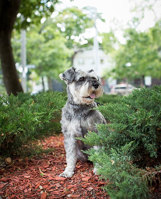 Fritz | Toronto Minature Schnauzer Pet Photography