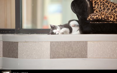 Project 52 – Into the Digital Dark Room | Pet Photographer Toronto