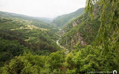 Dogs and Cats of the World – Bulgaria | Dog Photographer