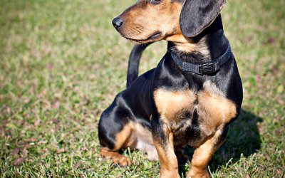 Dogs, dogs and more dogs…cartoon drawing in Brampton | Ontario Pet Photographer