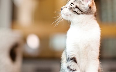 Here come the cats…! | Toronto Pet Photographer