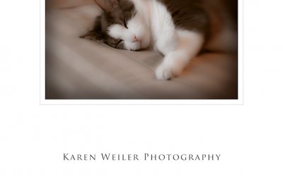 Project 52 – Rescue | Ontario Pet Photographer