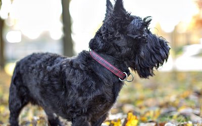 Harris – A new leash on life! | Premier Toronto Dog Photographer