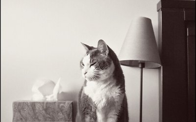 Project 52 – 2014 Edition | Ontario Pet Photographer