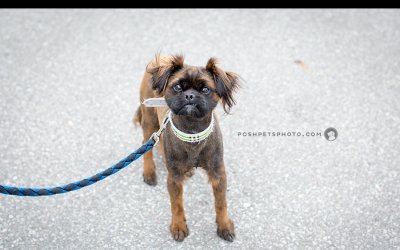Adoptables – Toronto Animal Services | Pet Photographer Canada